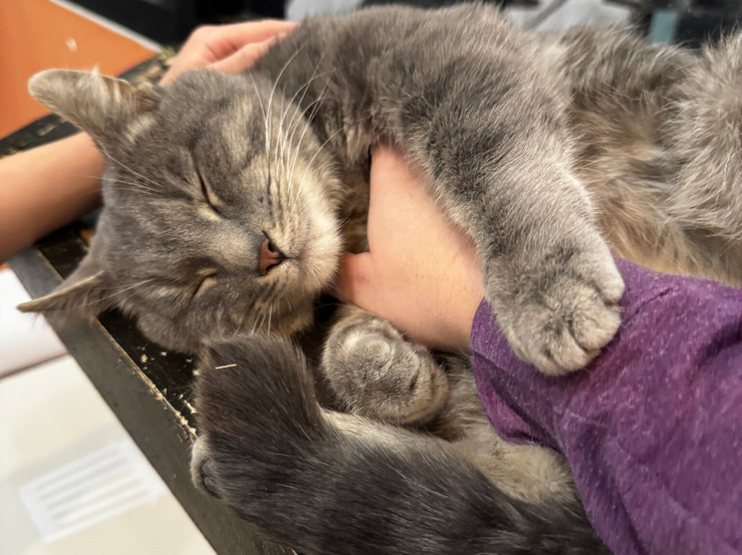 Purrfect Day Cafe Covington-卡温顿必去景点