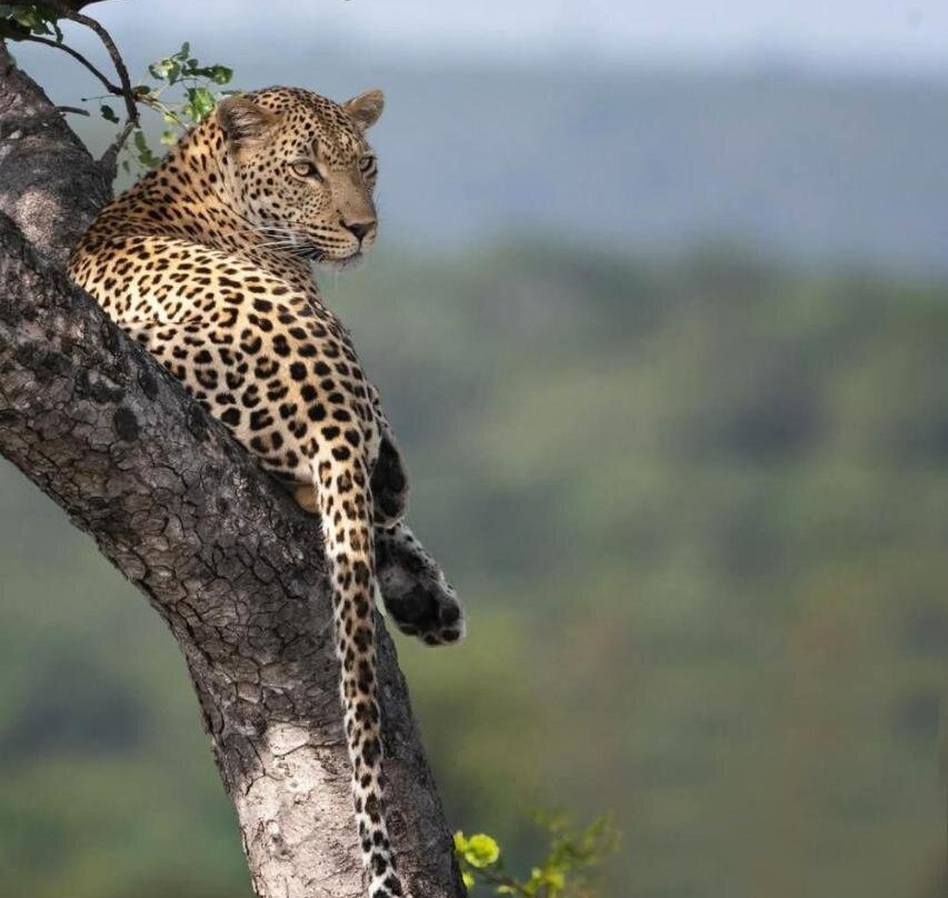 Yebo Safari, Glamping and Safaris-Lower Sabie