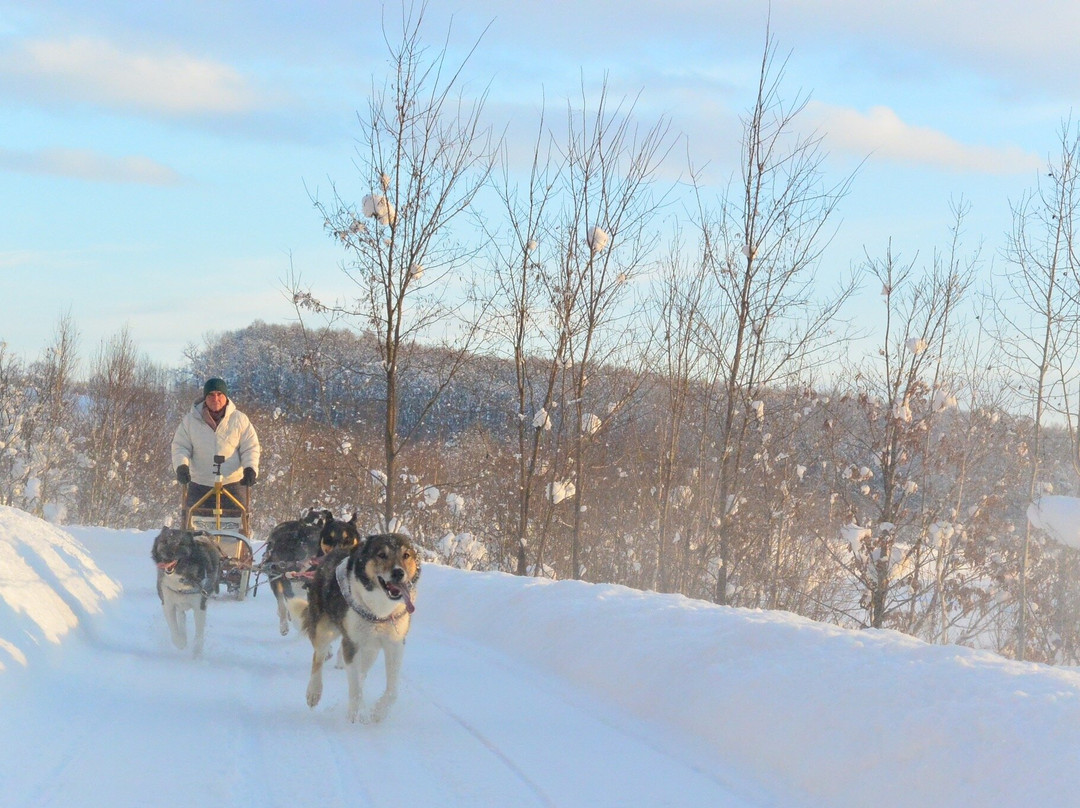 Moon Light Ladies Dog Sledding-鹰栖町必去景点
