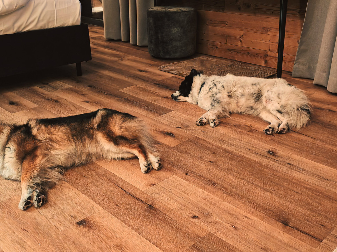 Hunderesort Waldeck主图