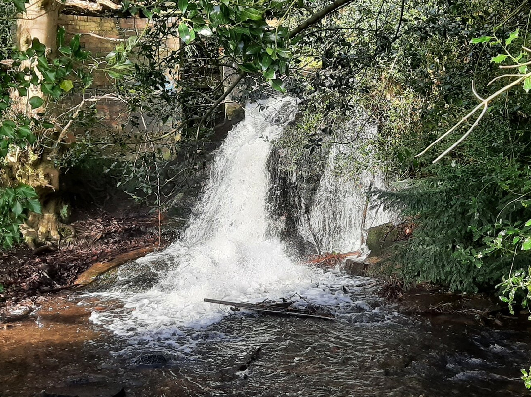 Cannock Chase Forest景点图片