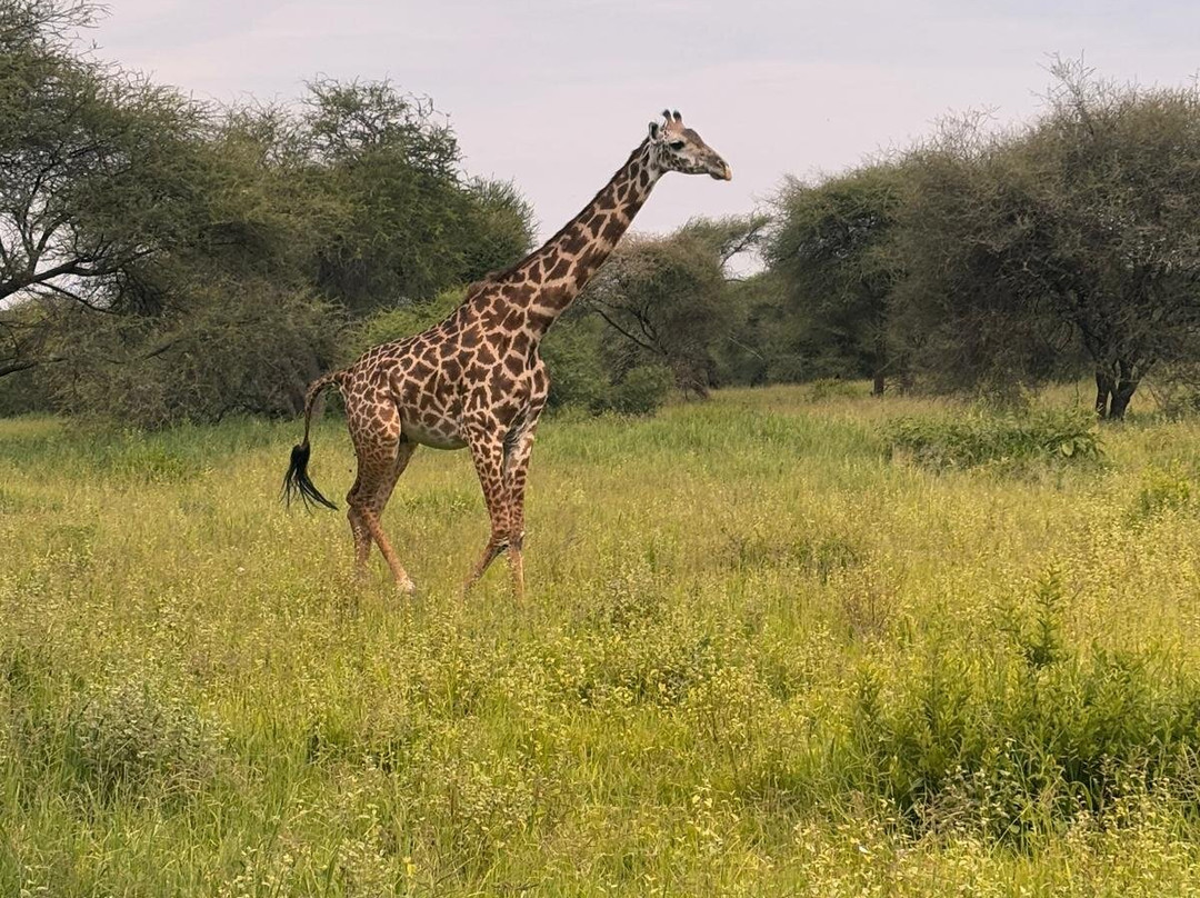 Samora Explorers-阿鲁沙必去景点