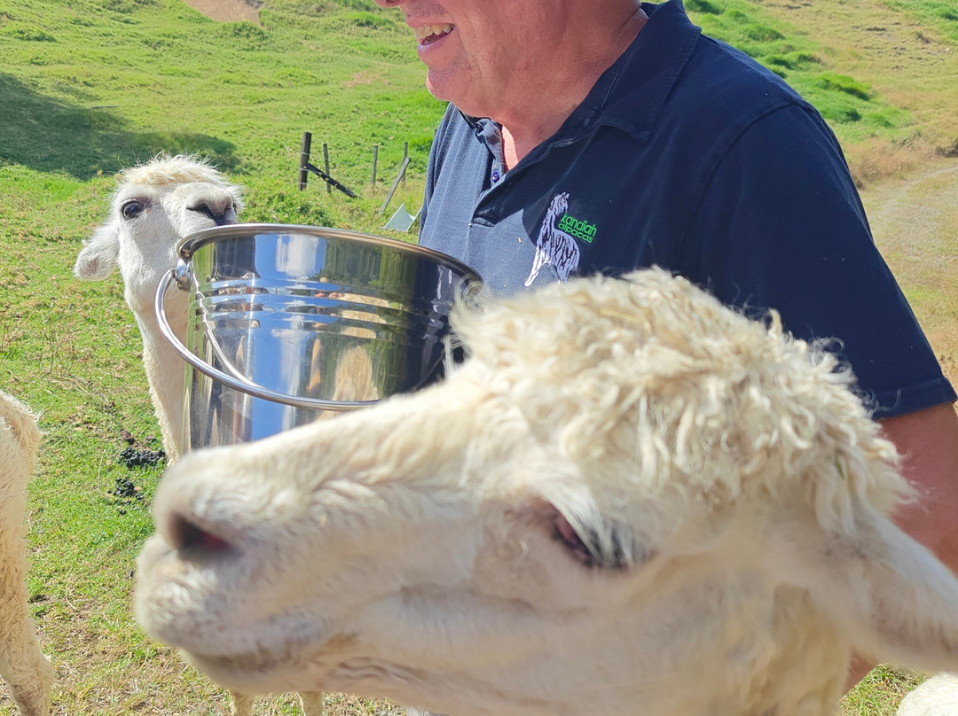 Alpaca Farm Experience景点图片