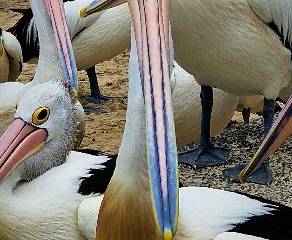 Pelican Feeding-拉布拉多必去景点