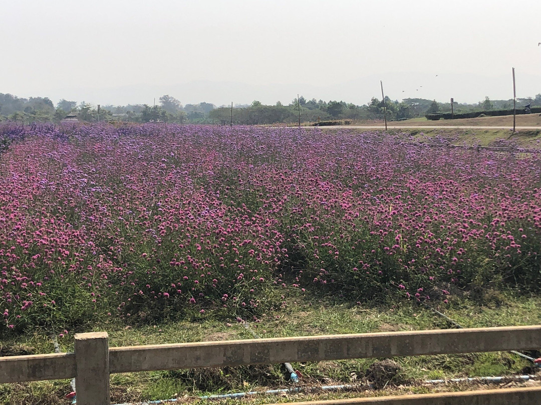 Boon Rawd Farm (Singha Park)-清莱必去景点