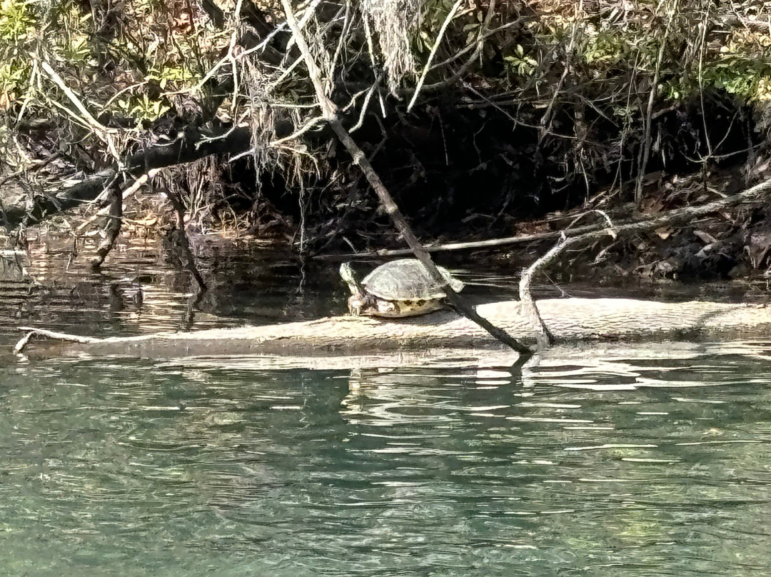 "See Crystal River" - Wildlife Sightseeing Boat Tours-克里斯特尔里弗必去景点