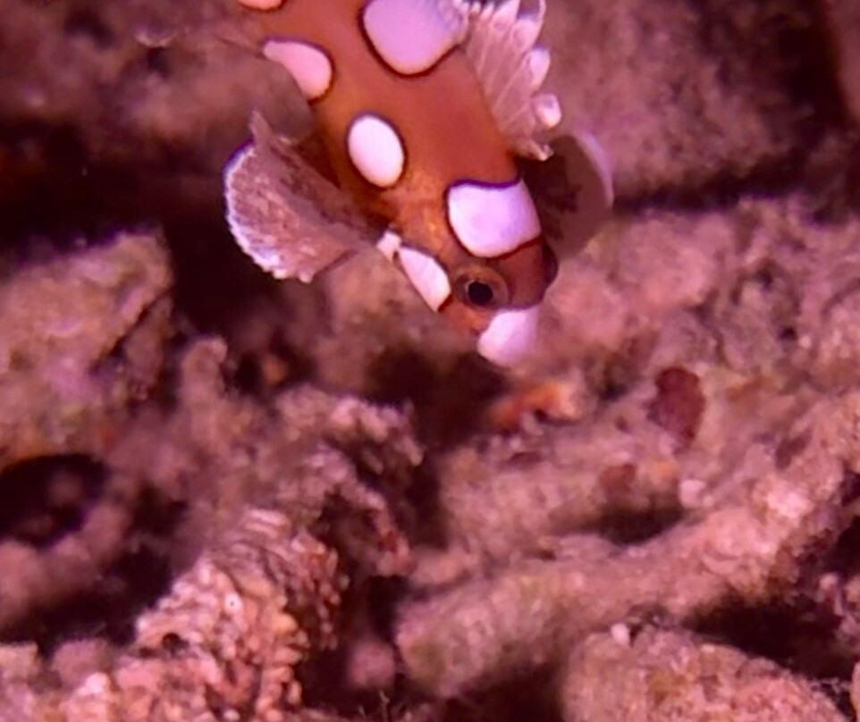 Scuba De Oro景点图片