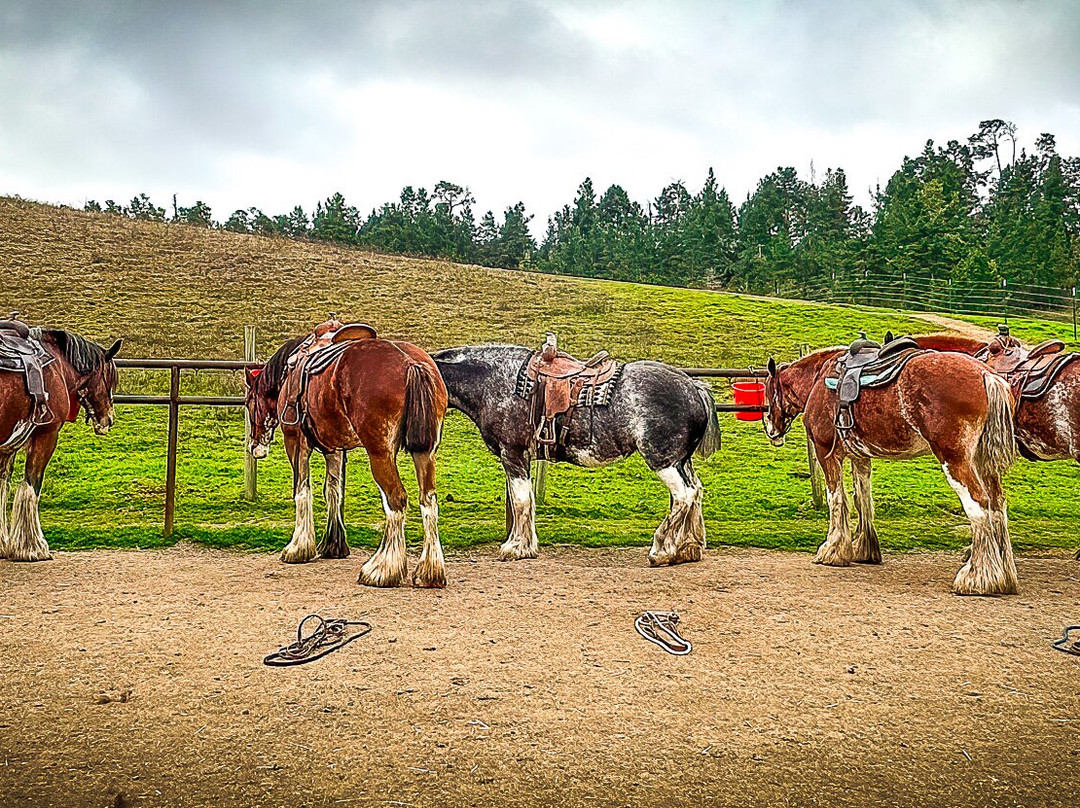Covell's Clydesdales-坎布里亚必去景点