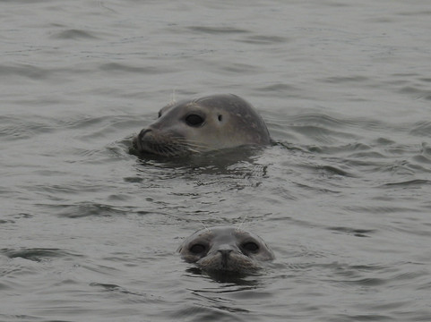 Long Island Whale and Seal Watching-自由港必去景点