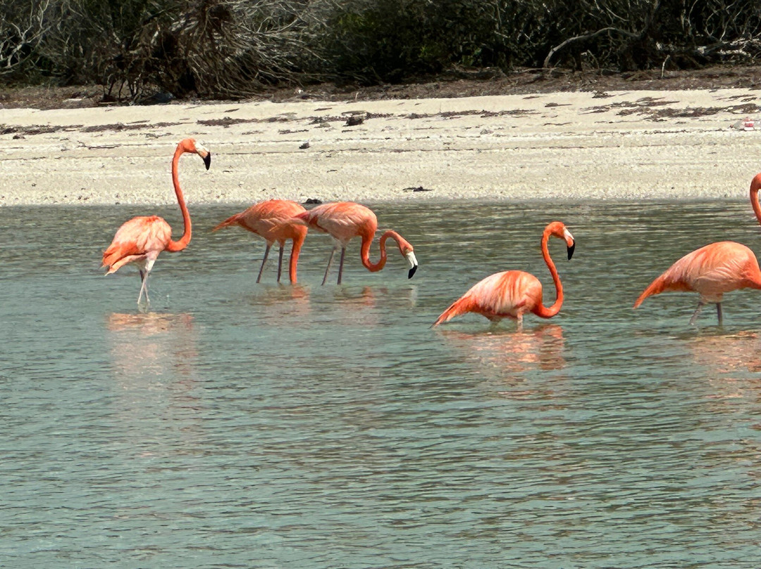 Flamingo Tours-塞莱斯顿必去景点