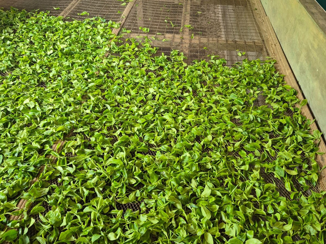 Handunugoda Tea Estate景点图片