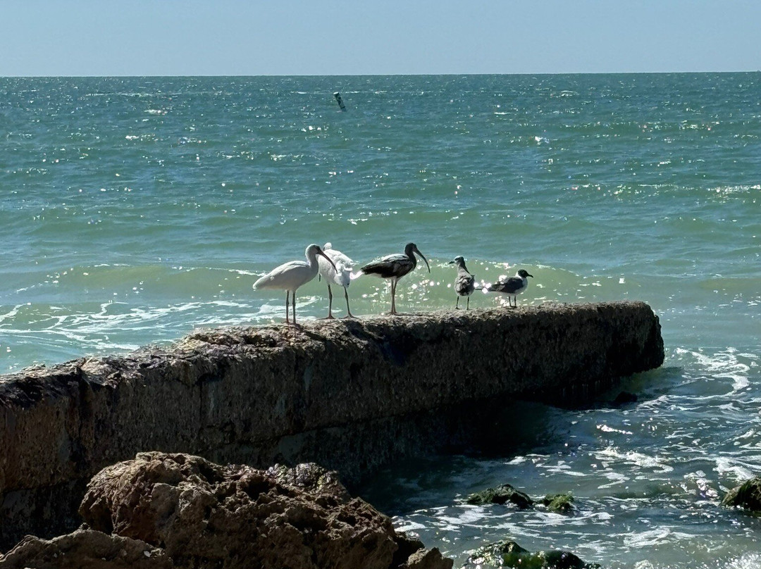 Coquina Beach景点图片