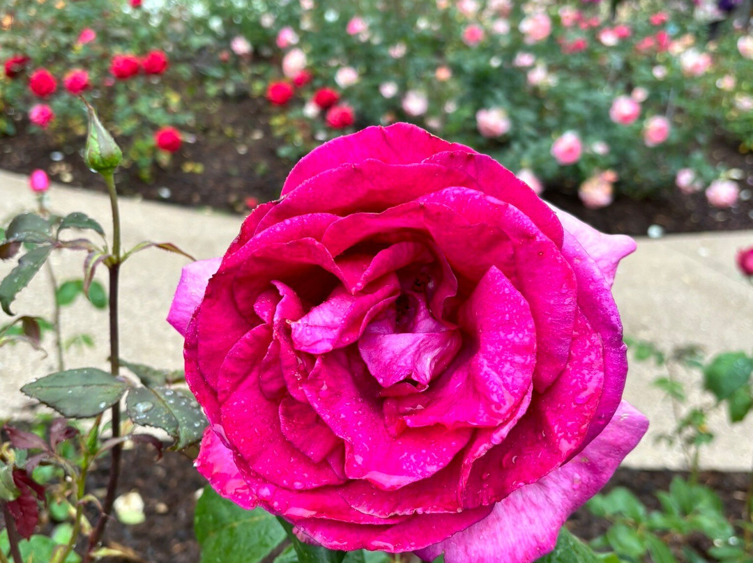 Princess Grace Botanical Garden-摩纳哥城必去景点