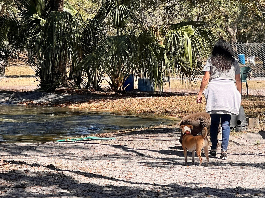 Bark Central Dog Park-因弗内斯必去景点