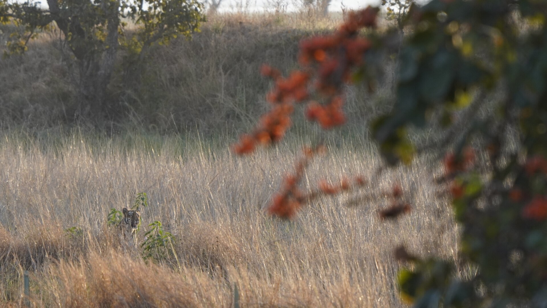 Tadoba Safari Stay Nature's Sprout-酒店景观