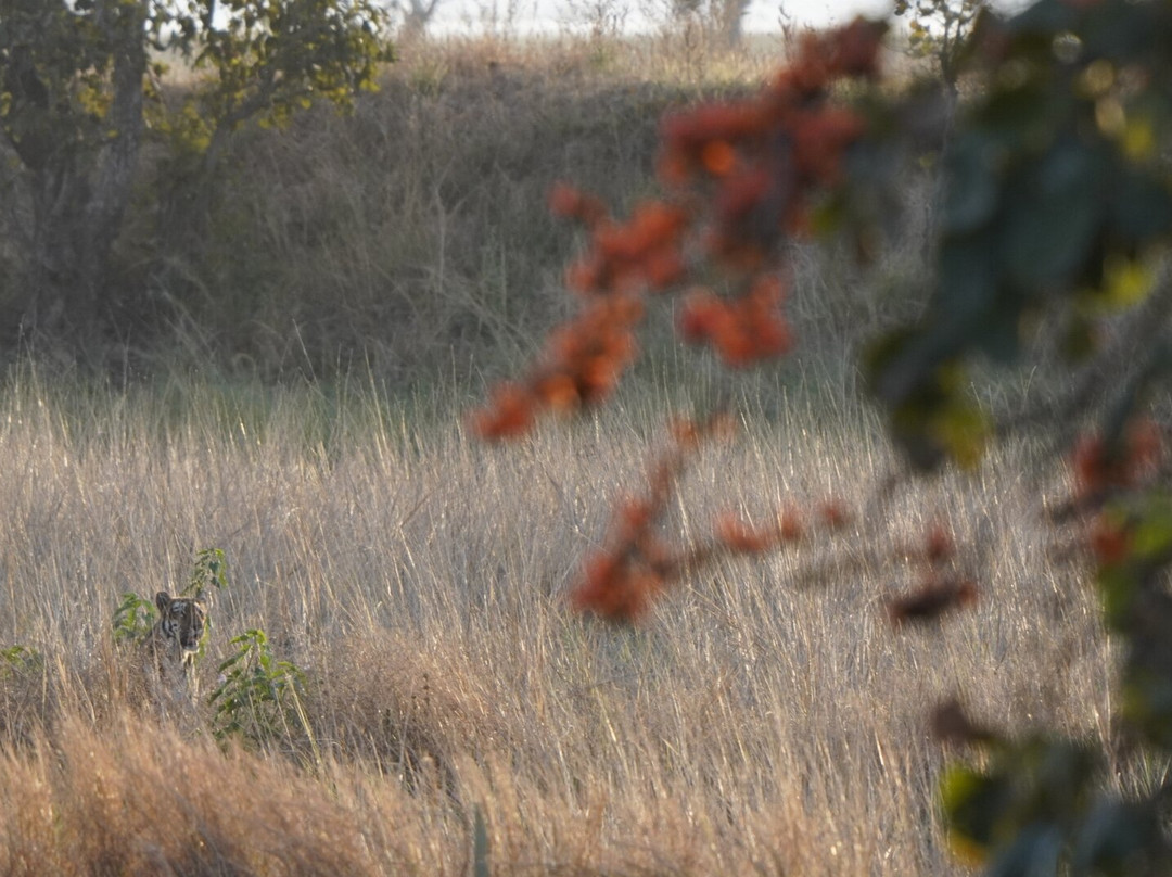 Tadoba Safari Stay Nature's Sprout主图