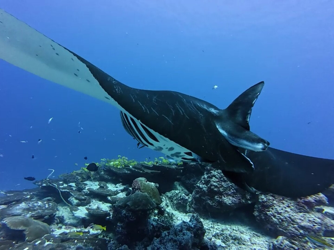 Addu Scuba Club景点图片