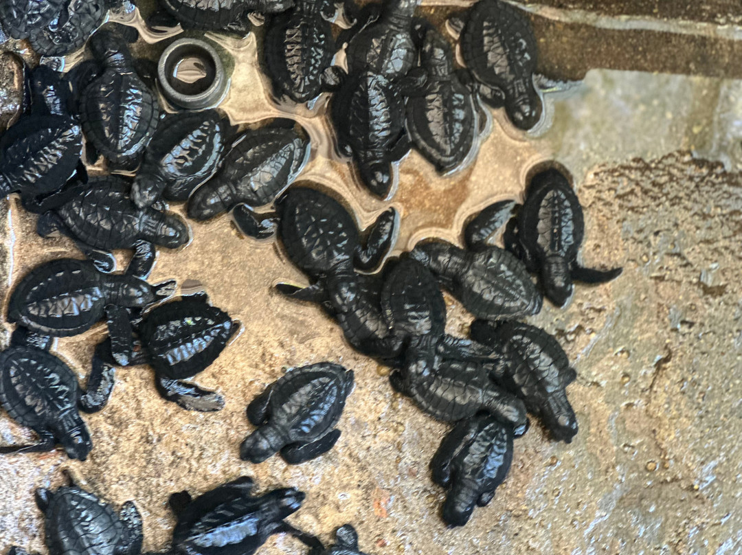 Sea Turtle Farm Galle Mahamodara景点图片