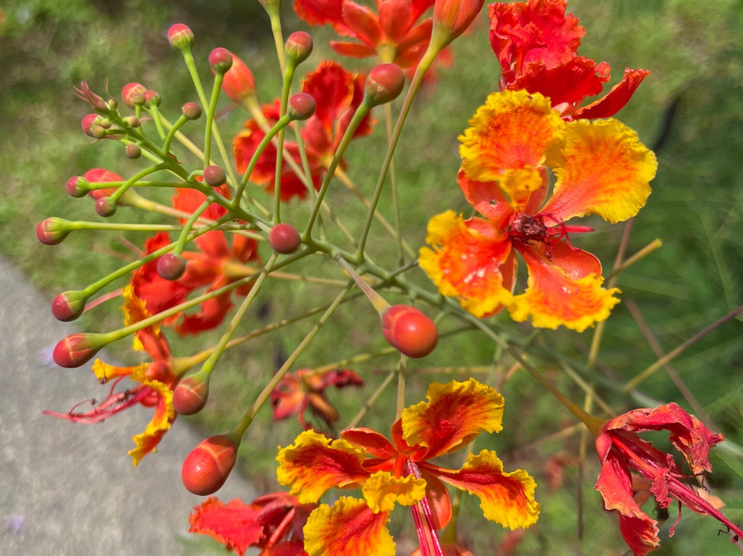 Putrajaya Botanical Garden-太子城必去景点