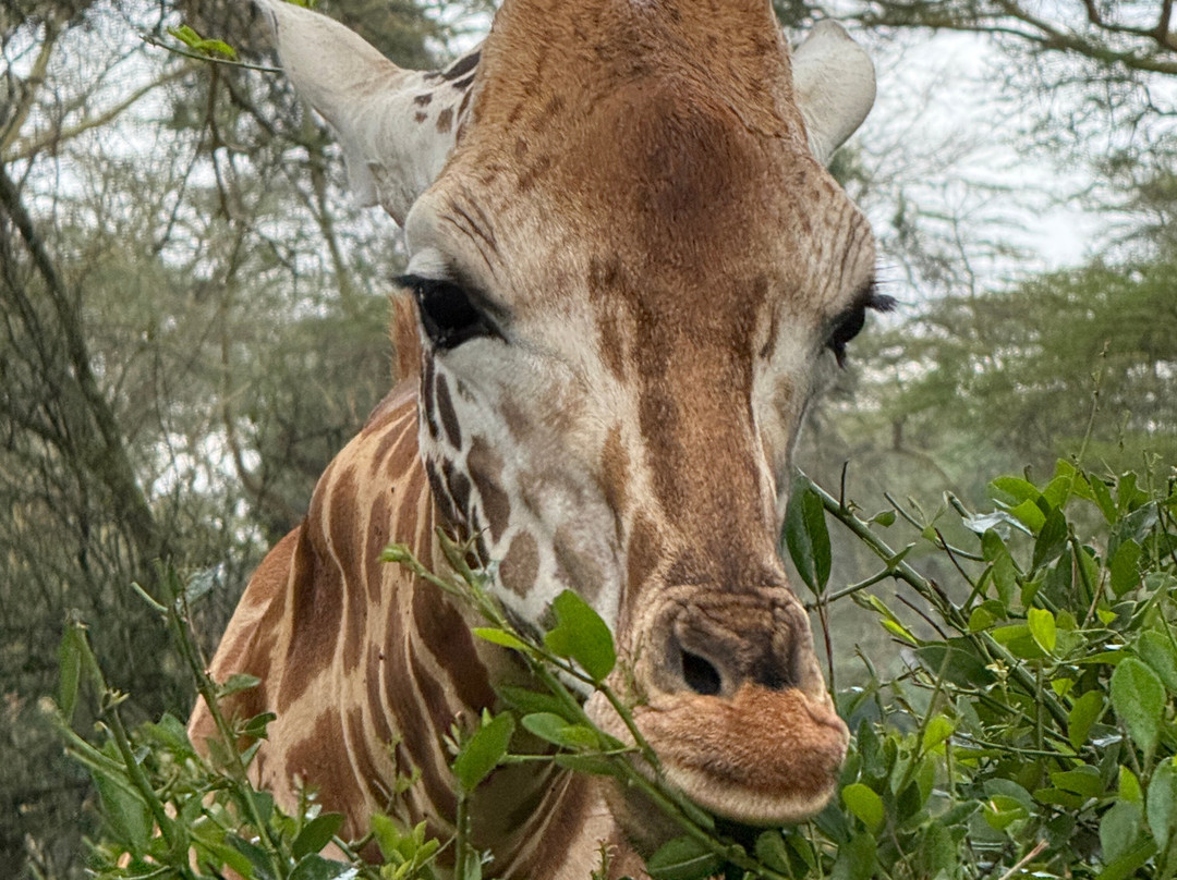 Safari Talk Tours Ltd-蒙巴萨必去景点