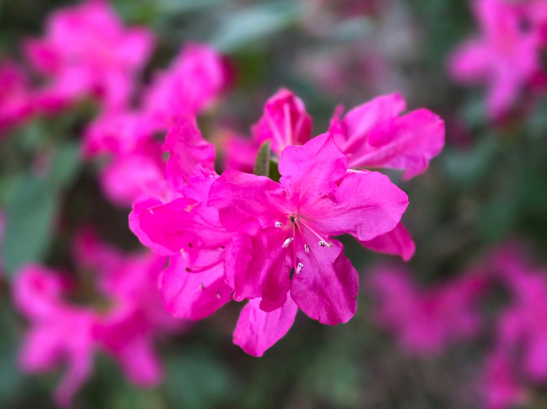 The Rusca House主图