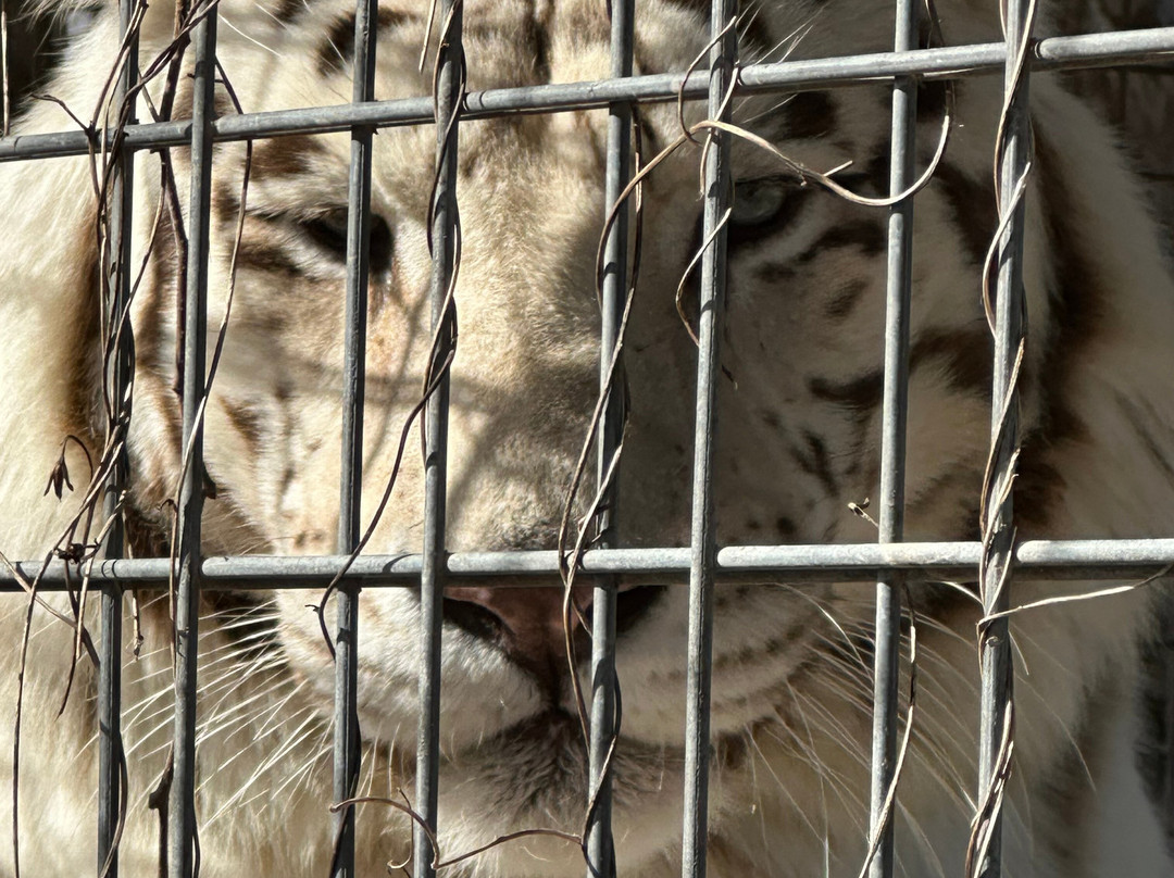National Tiger Sanctuary-Saddlebrooke必去景点