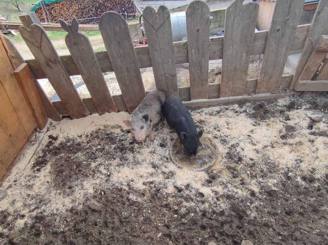 Pension Stauder主图