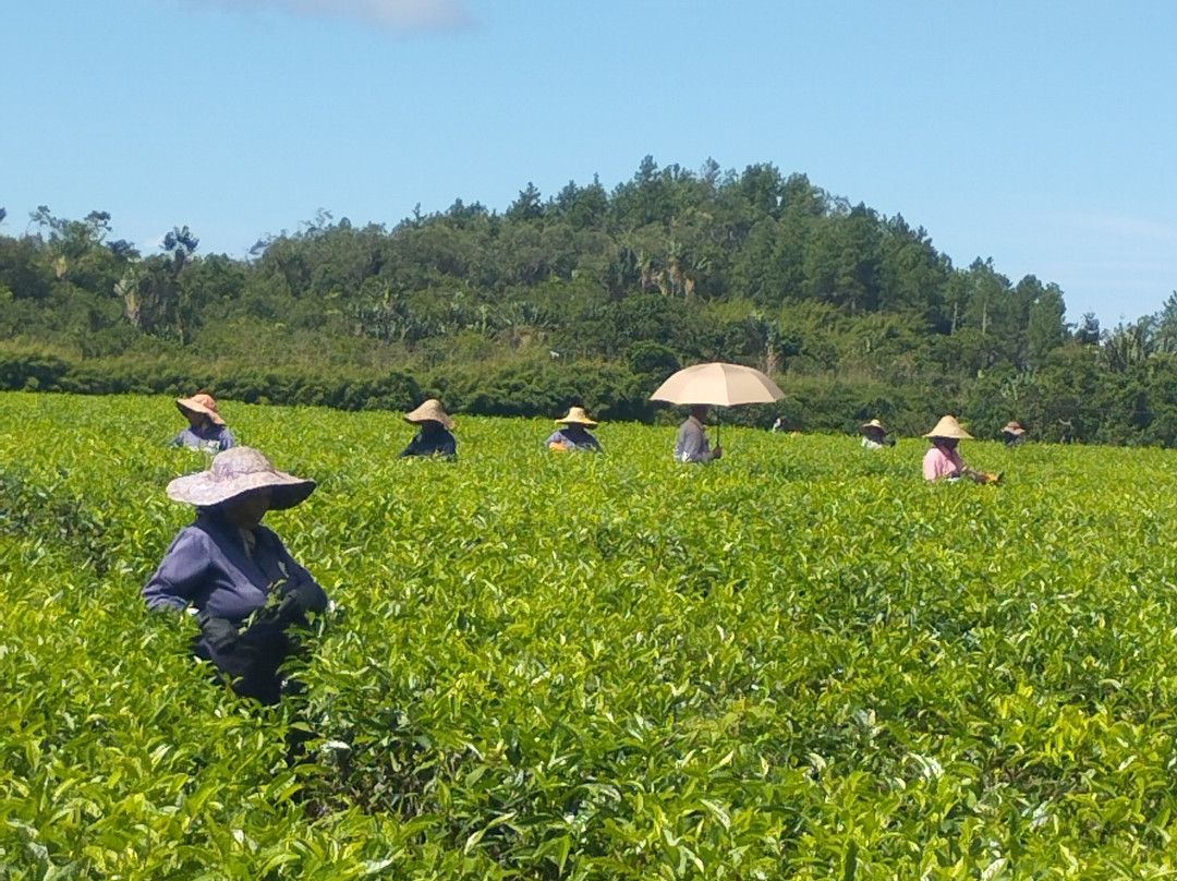 Ravish Local Taxi Guide Mauritius-卡罗迪勒必去景点