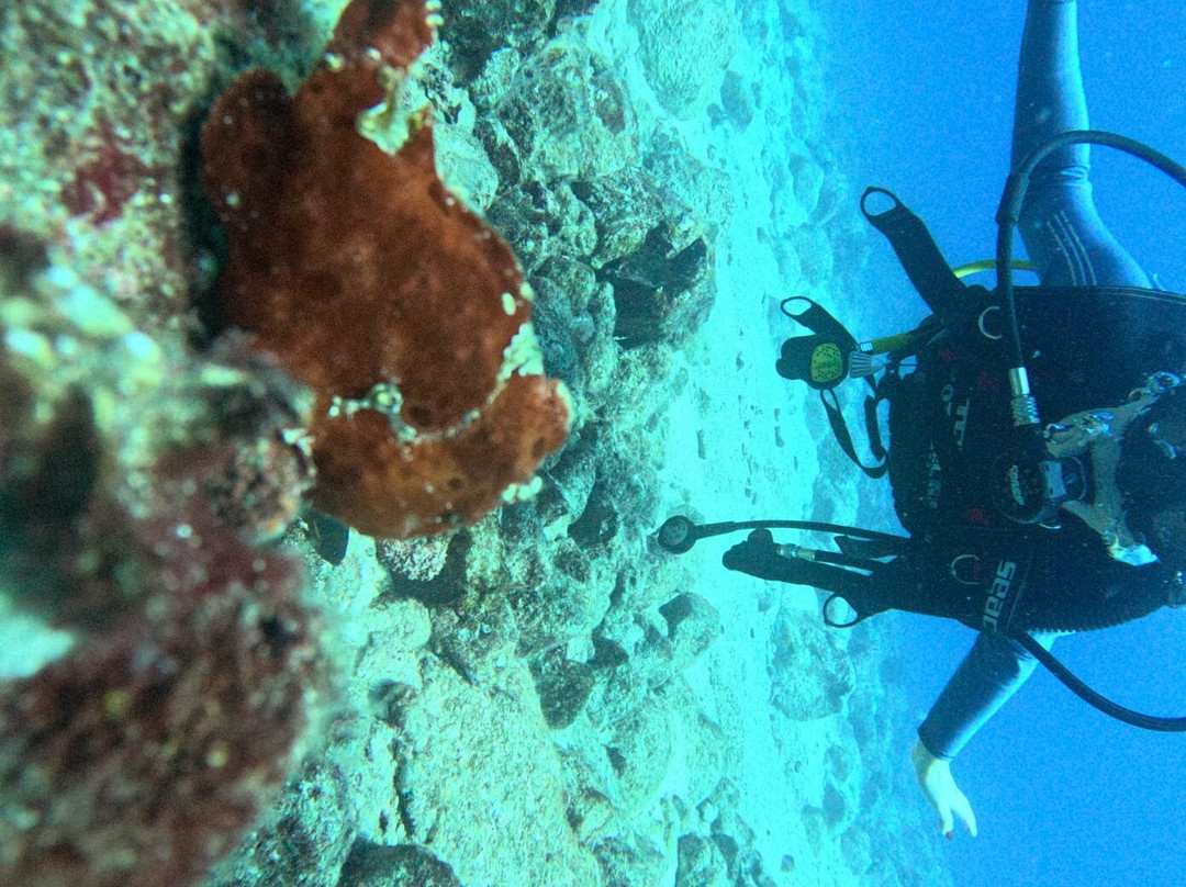 Diving Coiba景点图片