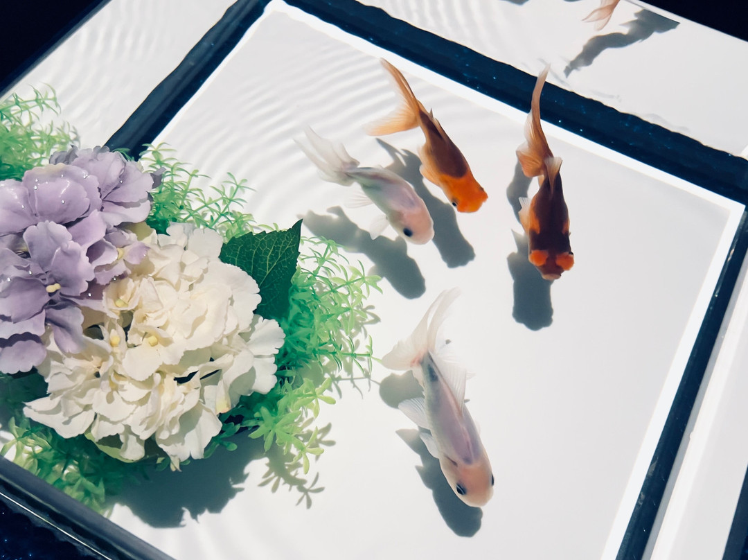 Art Aquarium景点图片