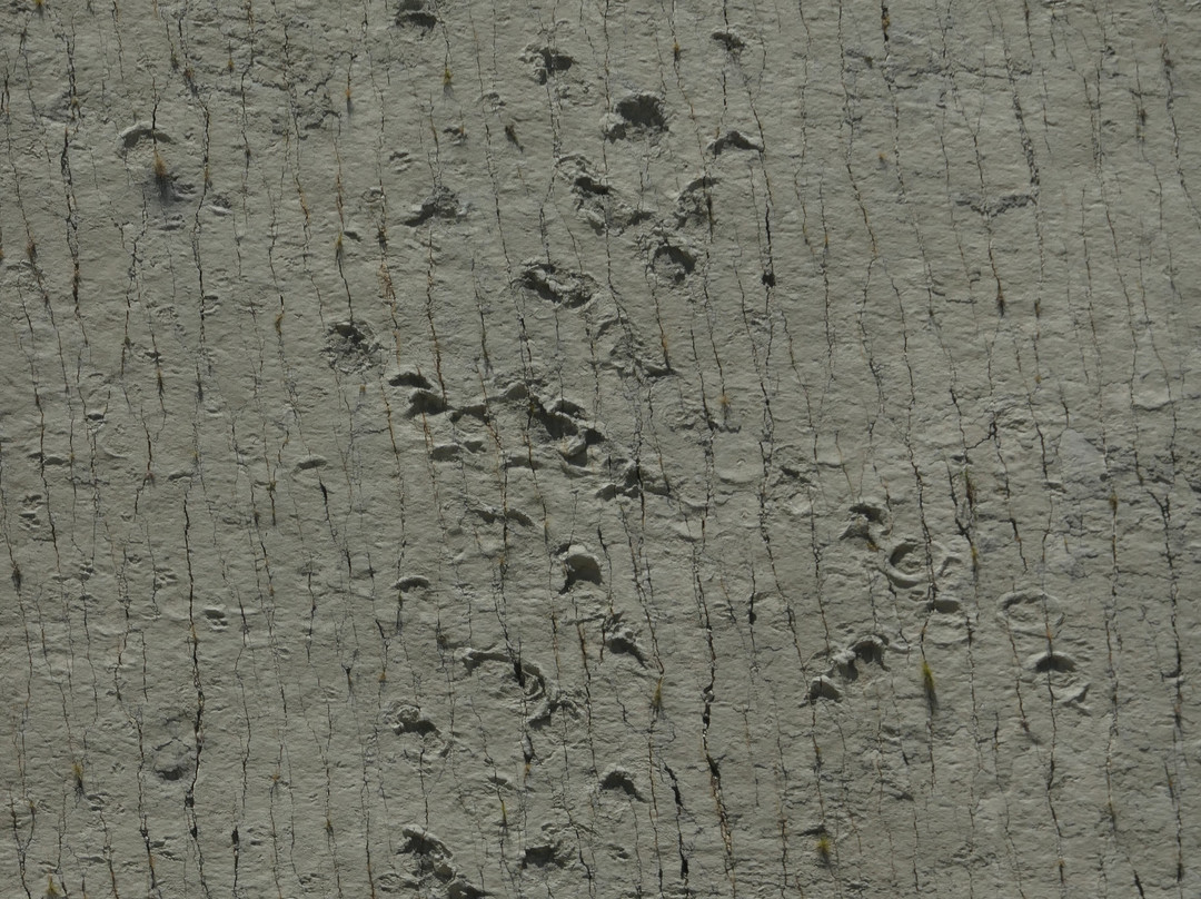 Dinosaur Tracks (Cal Orck'o)-苏克雷必去景点