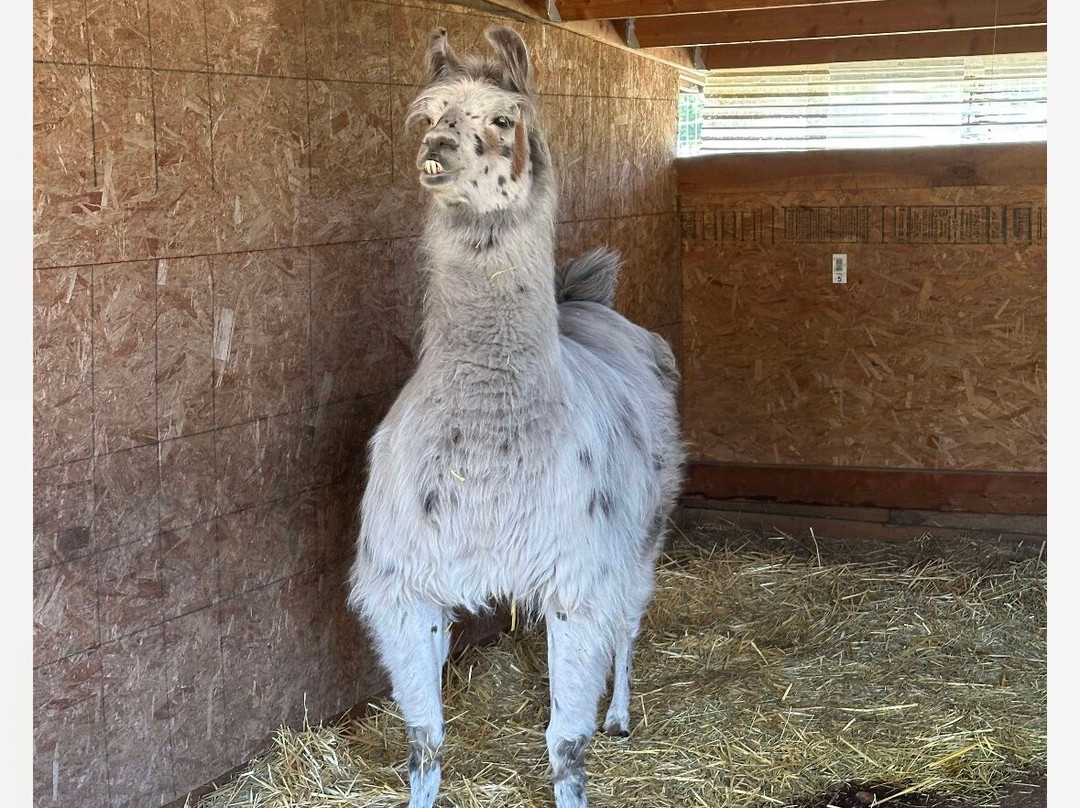 TerBest Alpacas-Priest River必去景点