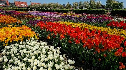 Hortus Bulborum Limmen景点图片