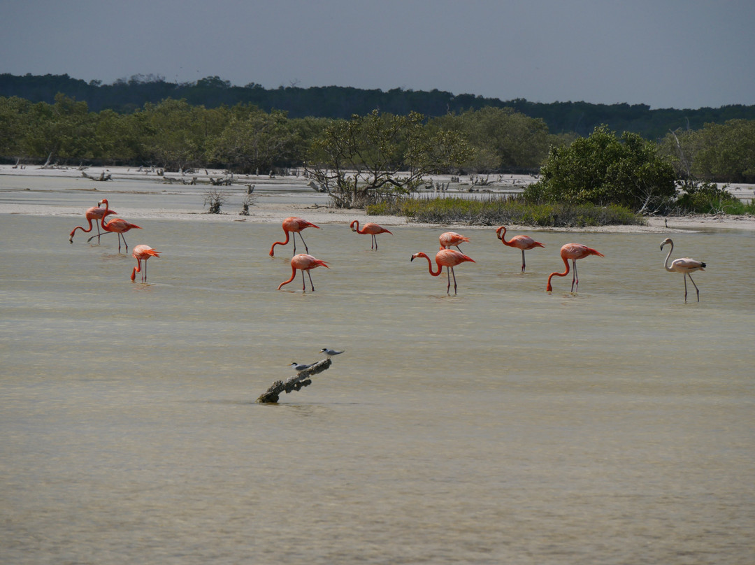 Boat tour with Martín Aguiñaga-里奥拉加托斯必去景点