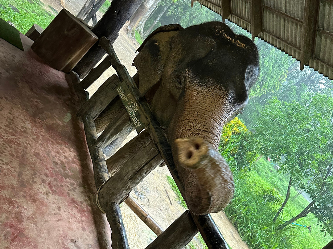 Khao Sok Elephant Sanctuary景点图片