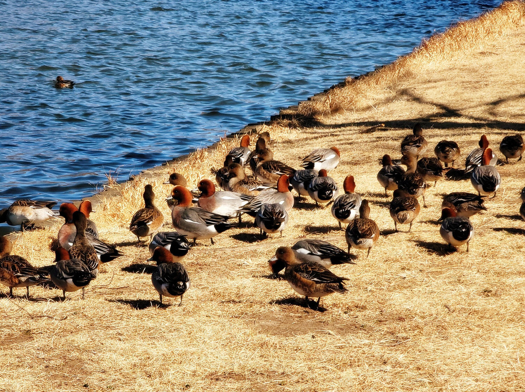 Misato Park-三乡市必去景点