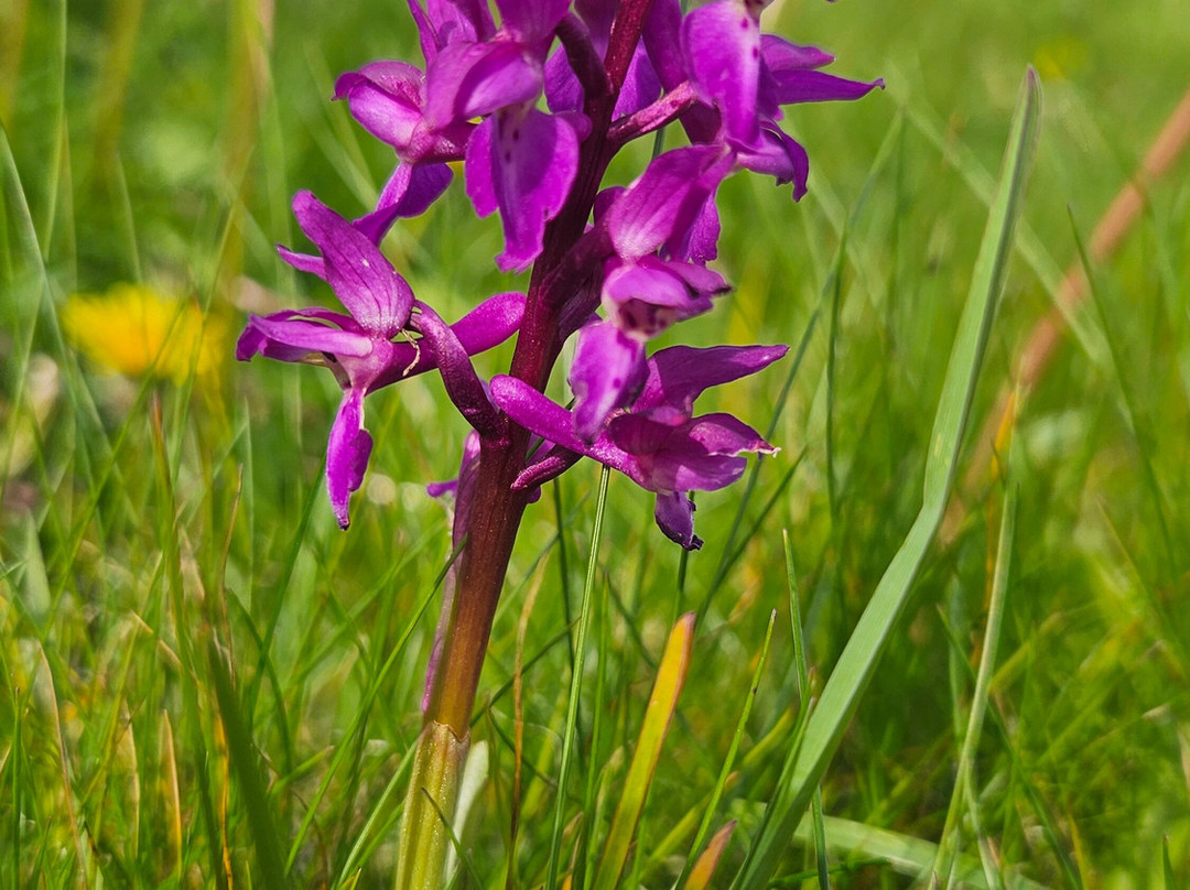 Bláthanna Fiáine Wildflower Walks-Inishmann必去景点