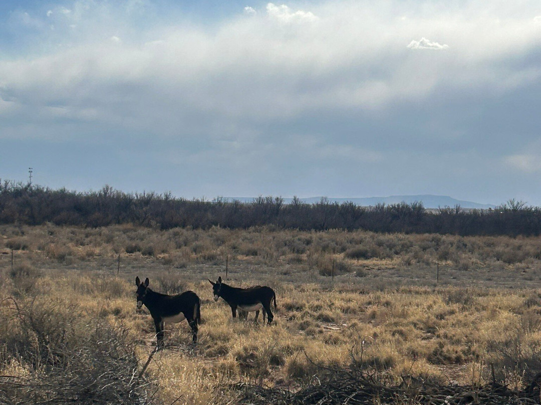 Homolovi State Park-温斯洛必去景点