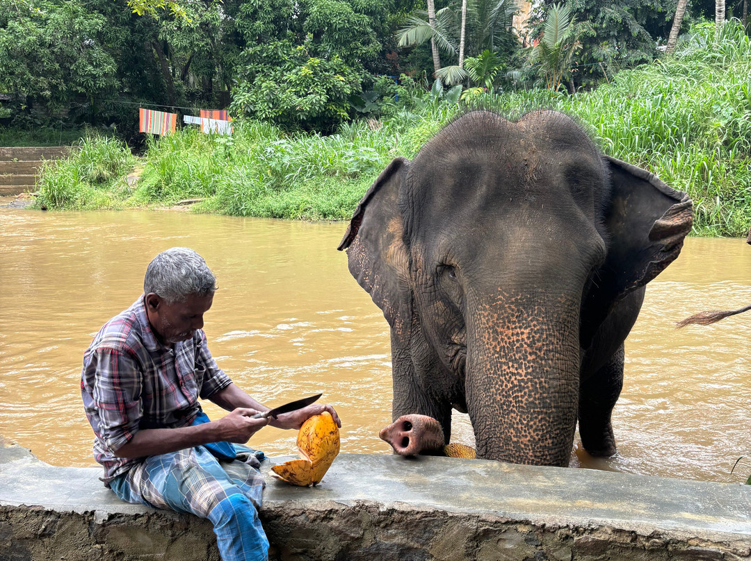 Elephant Freedom Project景点图片