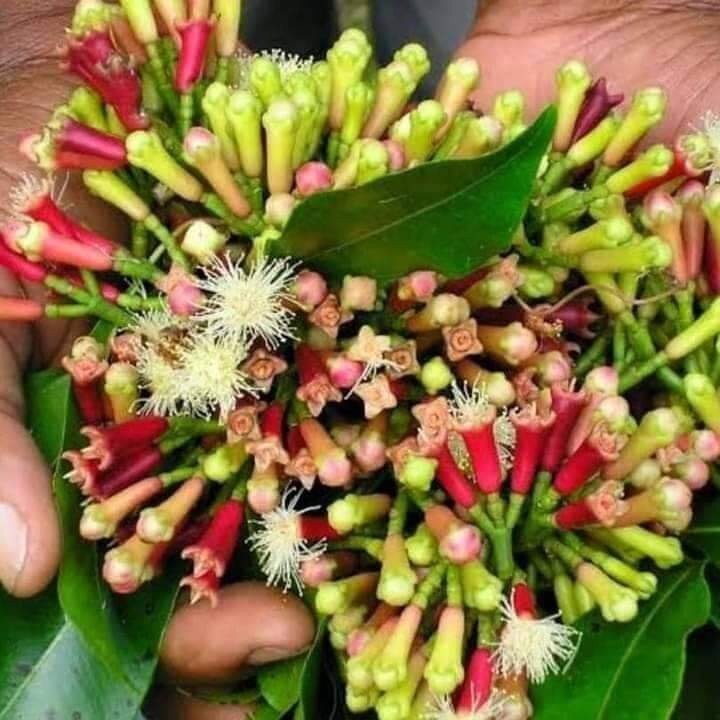 The Hill Kidichi Spice Farm-桑给巴尔岛必去景点