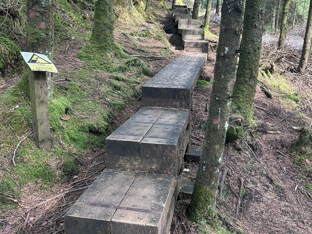 Union Wood / Ballygawley Lough-斯莱戈必去景点