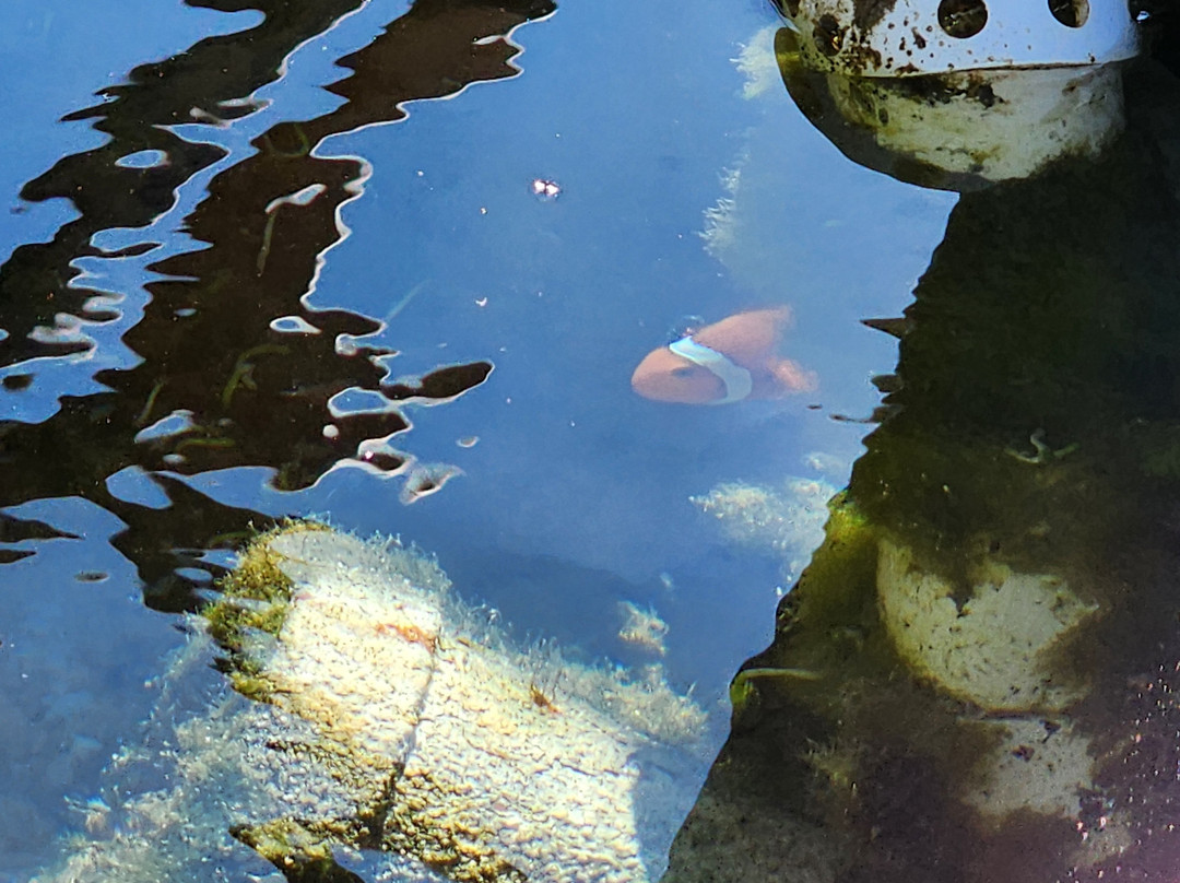 Bardi Ardyaloon Hatchery-Dampier Peninsula必去景点