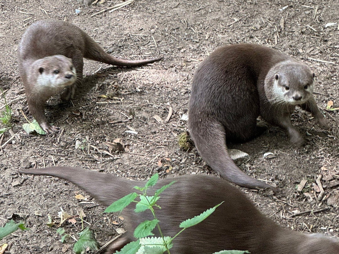 Dartmoor Zoological Society-Sparkwell必去景点