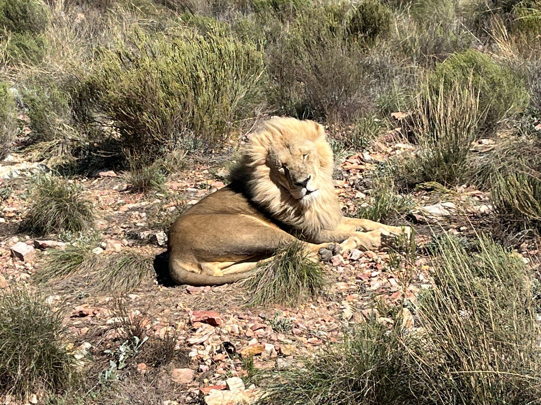 Gems Of Africa Safari And Tours-开普敦必去景点