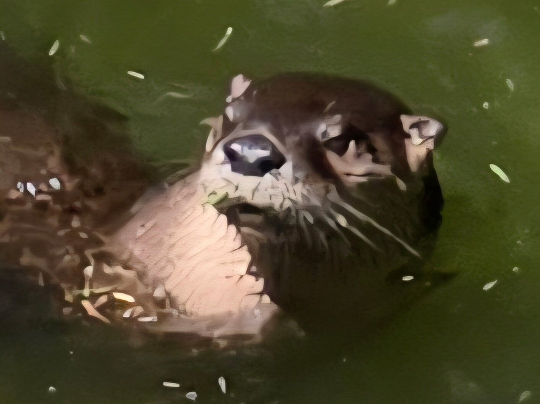Bear Hollow Zoo-阿森斯必去景点