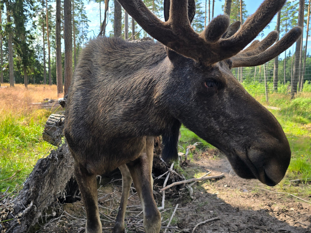Varmlands Moose Park-Eksharad必去景点