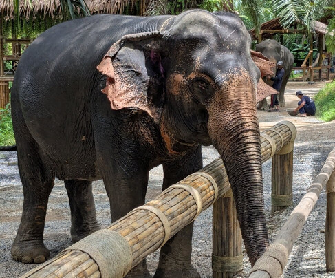Khao Sok Elephant Conservation Centre-Rommani必去景点