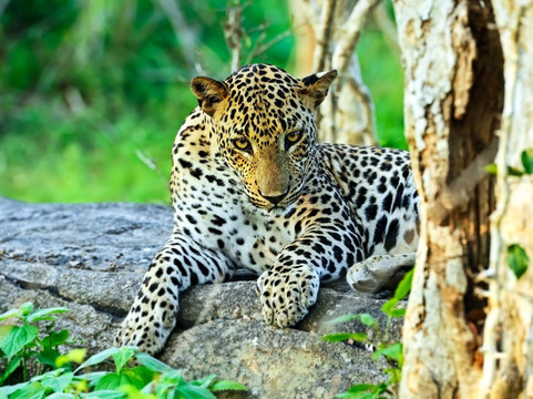 Vinu Safari Yala Tissamaharama