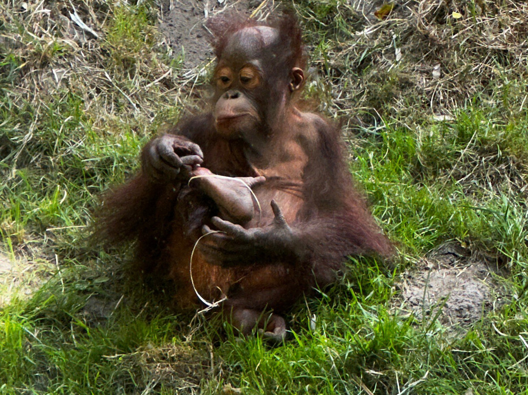 Allwetterzoo Munster-明斯特必去景点