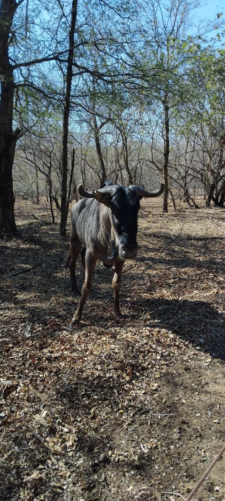 Kruger Maroela Lodge-浴室